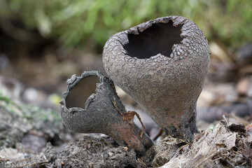 Obraz premium Macro shot of Urnula craterium mushroom commonly known as crater cup