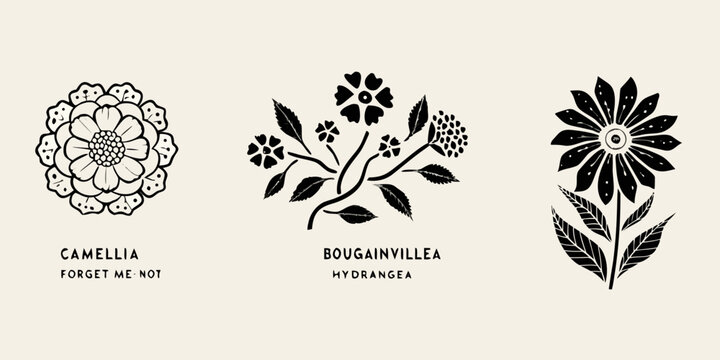 Floral illustration featuring camellia bougainvillea and hydrangea blooms