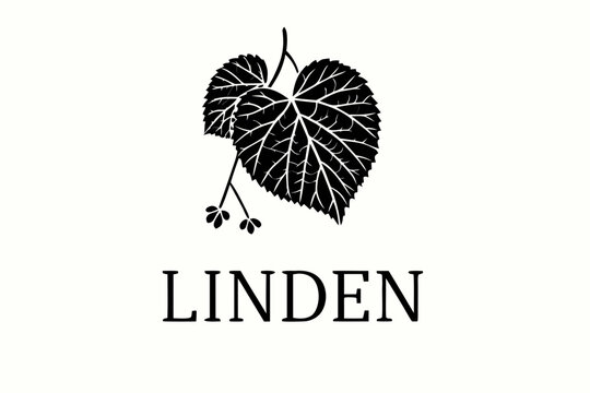 A detailed black and white illustration of linden leaves and blossoms