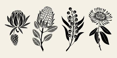 Elegant black and white botanical illustration of protea and eucalyptus flowers © KumariKamona