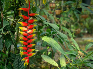 Vibrant red and yellow Heliconia rostrata flower hanging in a tropical garden. Exotic lobster claw bloom with lush green foliage background for botanical and nature designs. © Tatah87