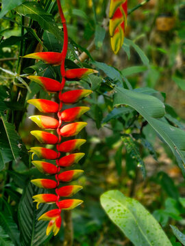 Vibrant Heliconia rostrata hanging lobster claw flower in tropical garden. Exotic red and yellow pendulous bracts with lush green foliage background. Natural botanical photography.