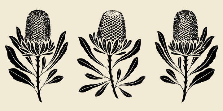 Three banksia flowers illustrated in a vintage botanical style