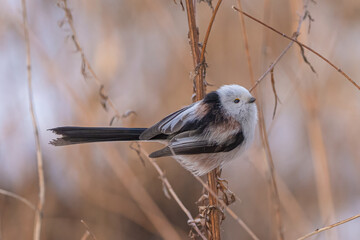 Tiny and fluffy long-tailed tit © Marko