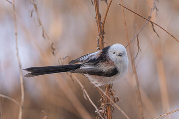 Tiny and fluffy long-tailed tit © Marko