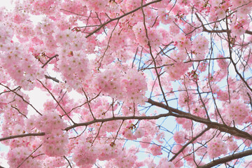 Obraz premium Cherry blossoms blooming in Jardin des Plantes, Paris, France, March 9, 2026