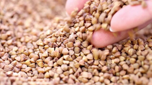 Macro buckwheat texture. Brown buckwheat seeds in a human's hand, close up. Buckwheat background.