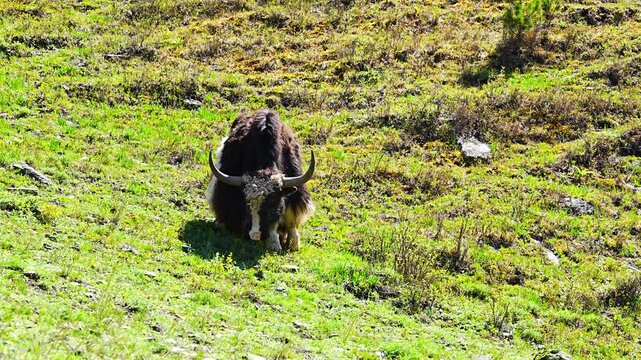 Wild Yak grazing on green spring meadow in Altai mountains Russia. Majestic animal in natural Siberian mountain landscape