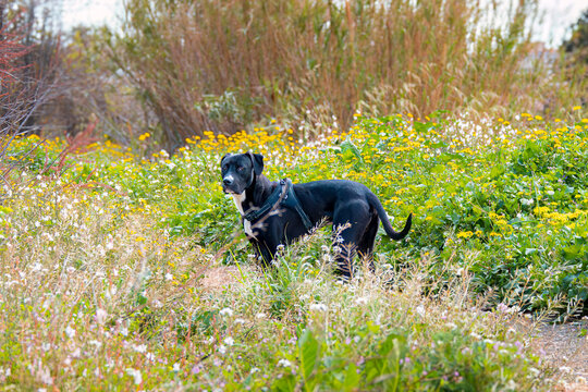 Perro negro con mancha blanca en el pecho