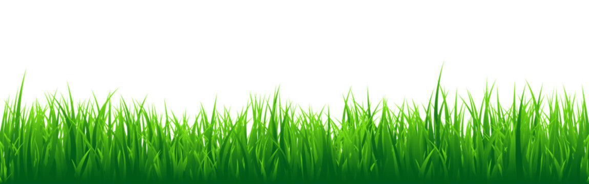 Meadow silhouette with green grass, plants on plain. Panoramic summer lawn landscape with herbs, various weeds. Herbal border, frame element. Black horizontal banners. Vector illustration