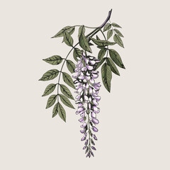 Detailed botanical illustration of a wisteria blossom and foliage © Aduri