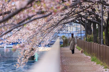 Fotobehang Bloesem Woman walking her dog under cherry blossoms (sakura) along a riverside path during spring in Tokyo, Japan.  © Schilo