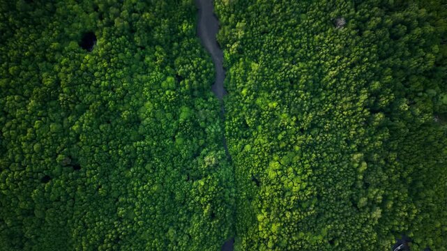 Aerial view of the Karimunjawa Mangrove Forest, the lush green canopy contrasting with the dark waters of the river cutting through, Karimunjawa, Central Java, Indonesia.