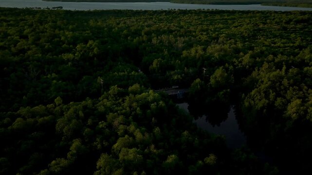 Aerial view of the lush Karimunjawa Mangrove Forest, dissected by a dark river and a bridge, under a golden sun, Karimunjawa, Central Java, Indonesia.