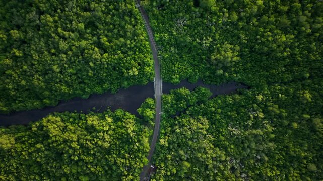 Aerial view of the bridge cutting through the dark waters of the mangrove forest, juxtaposed against the lush green canopy, Karimunjawa, Central Java, Indonesia.