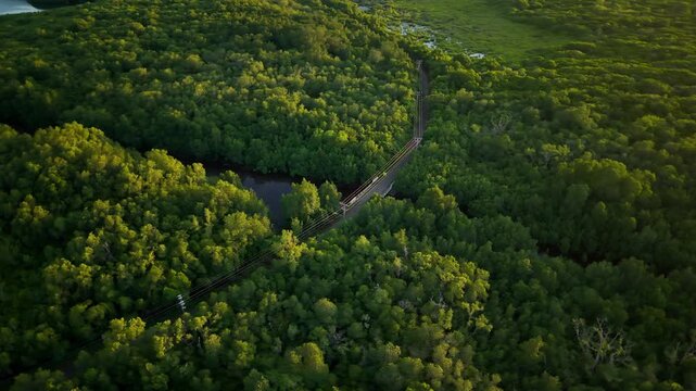 Aerial view of a lush mangrove forest bisected by a winding river and a bridge, displaying vibrant greens and contrasting dark water, Karimunjawa, Indonesia.