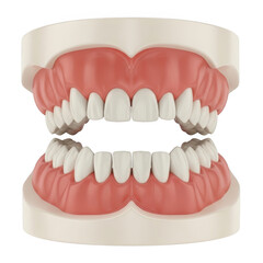 Obraz premium A model of human teeth and gums isolated on transparent background