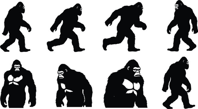 Black Bigfoot Sasquatch Silhouette Set, Mythical Forest Creature Walking and Standing Poses, Mysterious Yeti Ape Man Vector Illustration on White Background