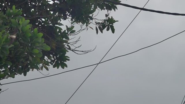 The flight of the great swifts (Apus melba) and fork-tailed swift (Apus pacificus). slow motion. Vietnam. Slow motion