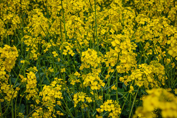 Fototapeta premium Field of Bright Yellow Flowers Stands Tall Under Sunny Skies in the Countryside During Spring Season Showing Nature's Beauty