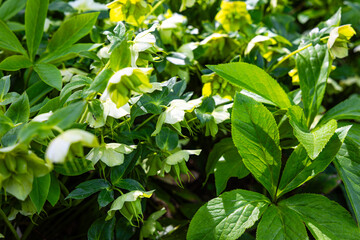 Obraz premium Plants Grow in a Garden During Daytime Hours Showing Various Shades of Green and Yellow Around Blooms and Leaves