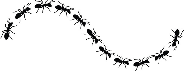 Ant trail silhouette formation, black ants walking in curved line path isolated on white background, vector illustration insect colony concept © Arif