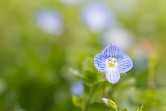 Persian Speedwell Flower Macro in Spring Meadow