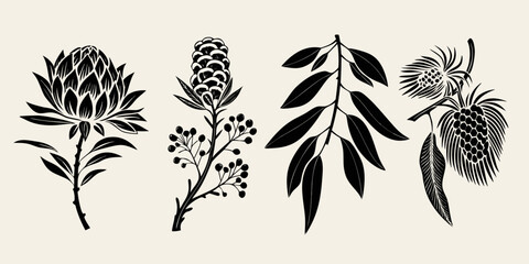 Elegant botanical illustration featuring protea eucalyptus and other foliage © Buddiswar