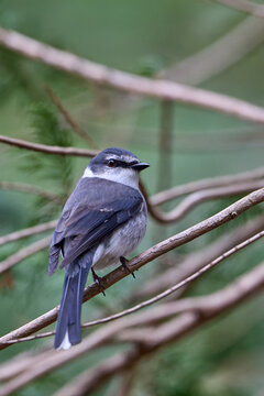 Ryukyu minivet (Pericrocotus tegimae) perched on a tree branch in Showa Memorial Park, Tokyo.