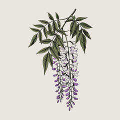 Delicate wisteria blossoms and lush green foliage in a botanical illustration © Buddiswar