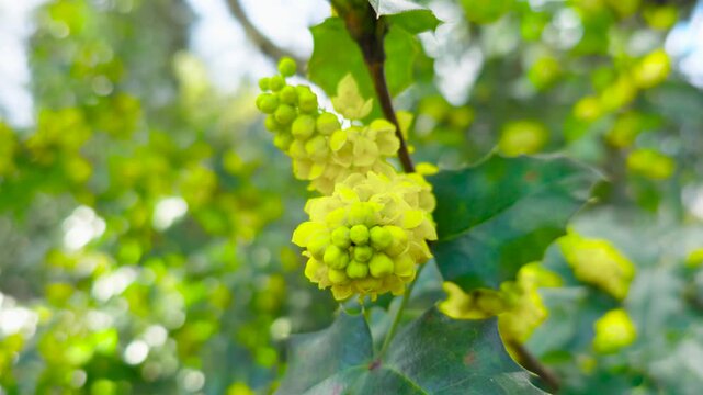 Mahonia aquifolium yellow blossoms blooming on evergreen branch with spiky holly leaves in bright spring sunlight. Macro botanical detail glowing among lush green foliage with soft garden bokeh