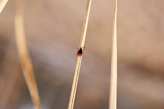 Deer tick crawling on dry grass blade in nature