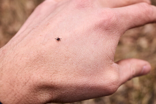 Deer tick crawling on human hand outdoors