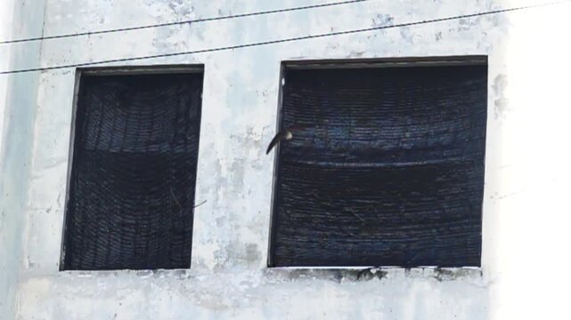 Swallows like sand martin (Riparia riparia) circle around an abandoned house, get through the window. Malaysia. Slow motion