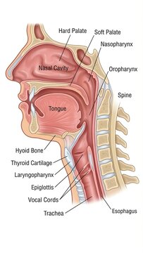 Labeled Throat Diagram: Educational Medical Chart of Upper Respiratory and Digestive Anatomy