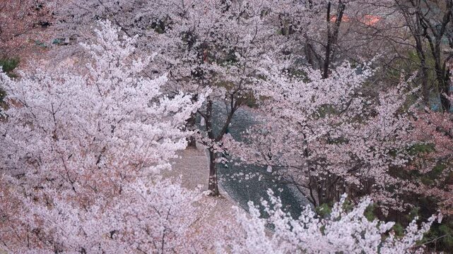 대한민국 경주 공원의 풍성한 벚꽃 나무 사이 산책로를 걷는 사람 (A person walking along a path between lush cherry blossom trees in Gyeongju Park, Korea)