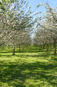 Blooming apple orchard with rows of flowering trees under blue sky, spring agricultural landscape with white blossoms covering branches and fresh green grass between orchard rows.
