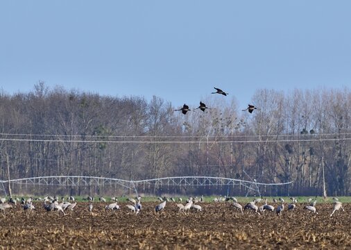 Kranichtrupp im Nationalpark Neusiedlersee Seewinkel