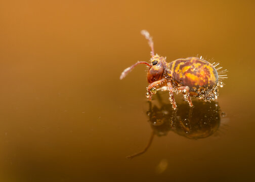 Kugelspringer auf Wasseroberfl&auml;che