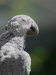 Obraz premium African grey parrot close up portrait on soft green background