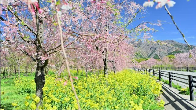 阿蘇の春、2キロにわたる桜の調べ。
「根子岳が見守る、ピンクと黄色のユートピア。」
阿蘇郡高森町(サクラ道スポット)
Spring in Aso: A melody of cherry blossoms stretching for 2 kilometers.
"A pink and yellow utopia watched over by Mount Nekodake."