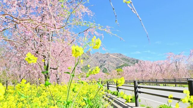しだれ桜と菜の花の絶景。
「根子岳が見守る、ピンクと黄色のユートピア。」
阿蘇郡高森町(サクラ道スポット)
A breathtaking view of weeping cherry blossoms and rapeseed flowers.
"A pink and yellow utopia watched over by Mount Nekodake."