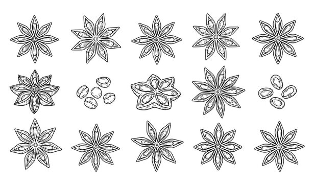 Star anise outline icon set with hand drawn spice seed pods botanical engraving style vector illustration for food packaging and recipe book isolated on white background