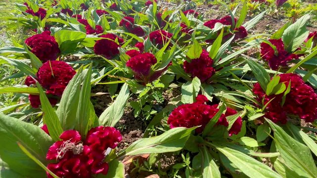 Red Cockscomb flower (Celosia cristata) blooming in the garden