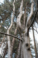 Fototapeta premium Old beech tree (Fagus sylvatica) in the Skole Beskids National Nature Park, Ukraine.