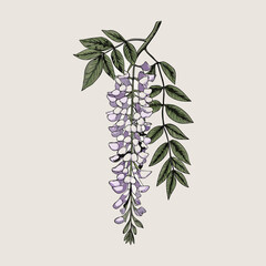 Delicate botanical illustration of a wisteria blossom and foliage © Shabita