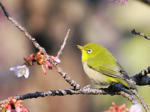 春の訪れ（開花したあたみ桜とメジロ）