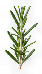 Obraz premium Detailed Macro View of Fresh Rosemary Sprigs Filling the Frame with Natural Texture