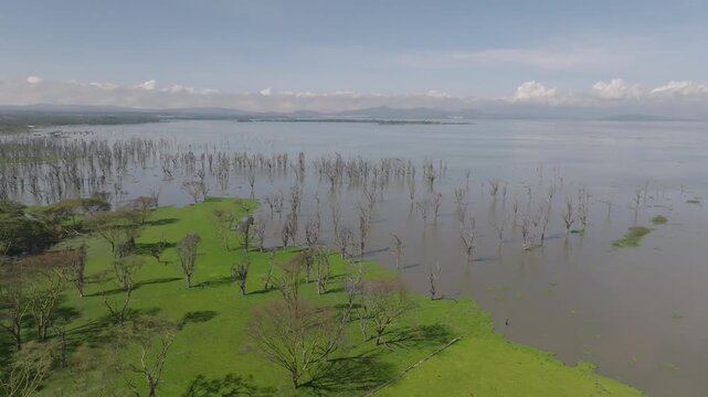 Aerial view of Lake Naivasha's contrasting green shores and submerged dead trees creating a hauntingly beautiful landscape, Naivasha, Nakuru County, Kenya.