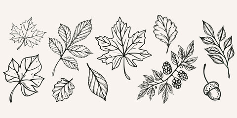 A collection of hand drawn leaves and botanical elements in black ink © SagoriRani